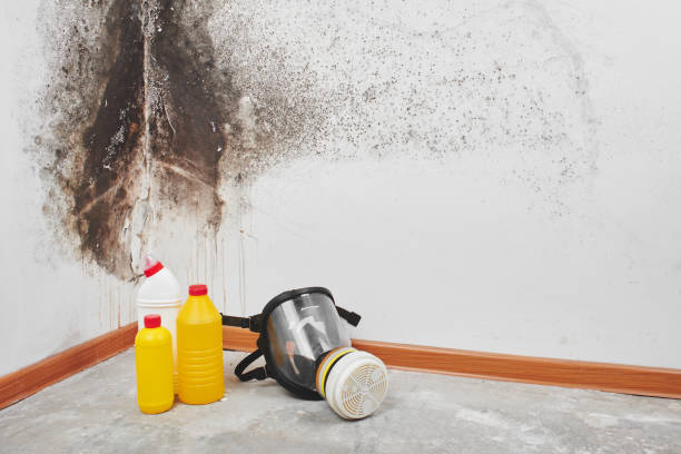 Best Affordable Mold Removal  in Hackleburg, AL