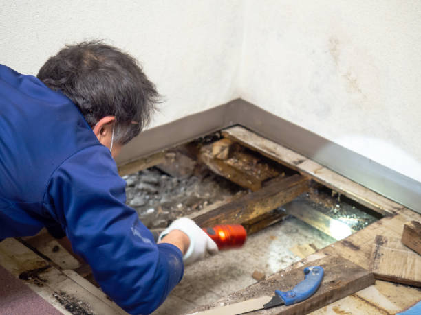Best Home Mold Removal  in Hackleburg, AL