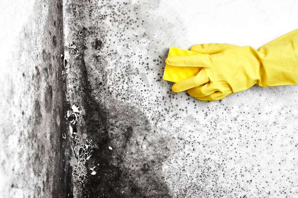 Best Local Mold Removal Service  in Hackleburg, AL
