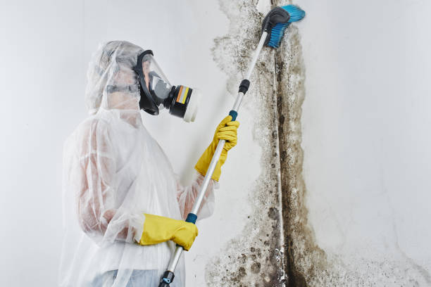 Best Emergency Mold Removal  in Hackleburg, AL