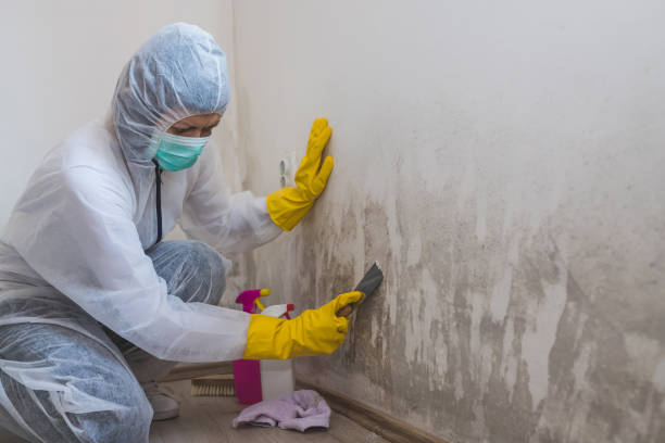 Best Crawl Space Mold Removal  in Hackleburg, AL