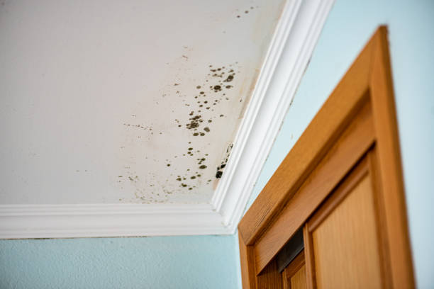 Best Same-Day Mold Removal  in Hackleburg, AL