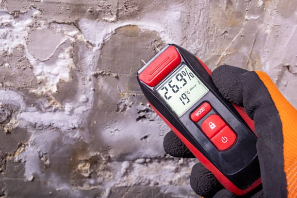 Best Best Mold Removal Companies  in Hackleburg, AL