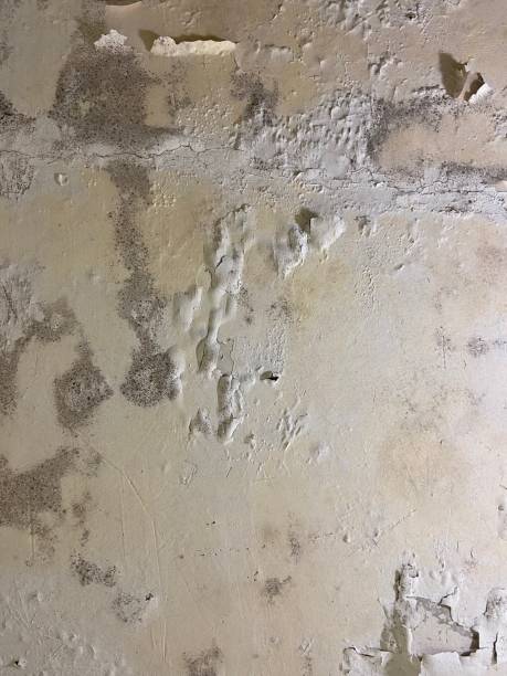 Hackleburg, AL Mold Removal Company