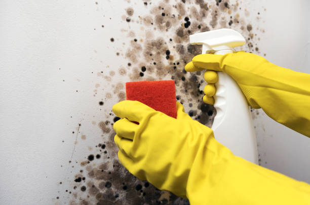 Best Office Mold Removal Services  in Hackleburg, AL