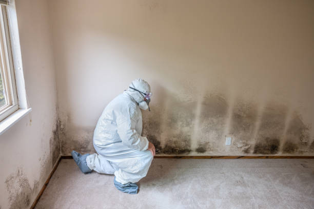 Best Toxic Mold Removal  in Hackleburg, AL