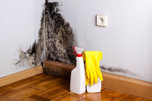 Best Certified Mold Removal  in Hackleburg, AL