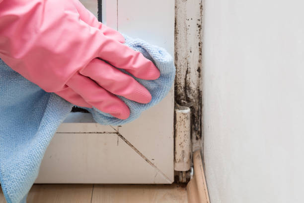 Best Affordable Mold Removal  in Hackleburg, AL