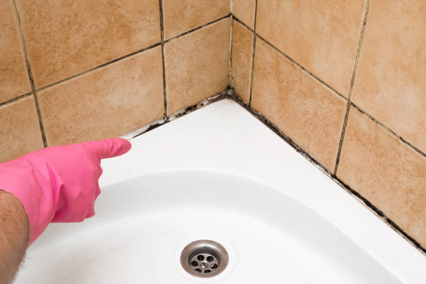 Best Professional Mold Removal  in Hackleburg, AL