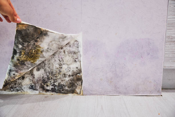 Best Mold Damage Repair  in Hackleburg, AL